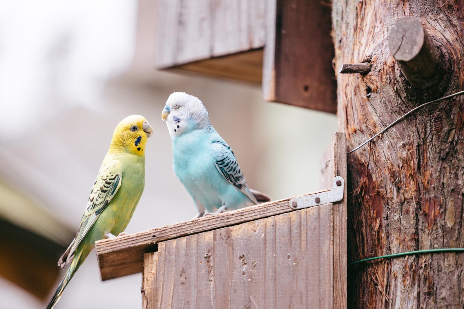 止まり木に止まる黄色と水色のセキセイインコ、両方とも前方を見つめている