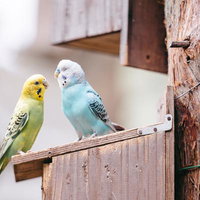 つぶらな瞳で可愛い黄色いセキセイインコと水色のセキセイインコの写真