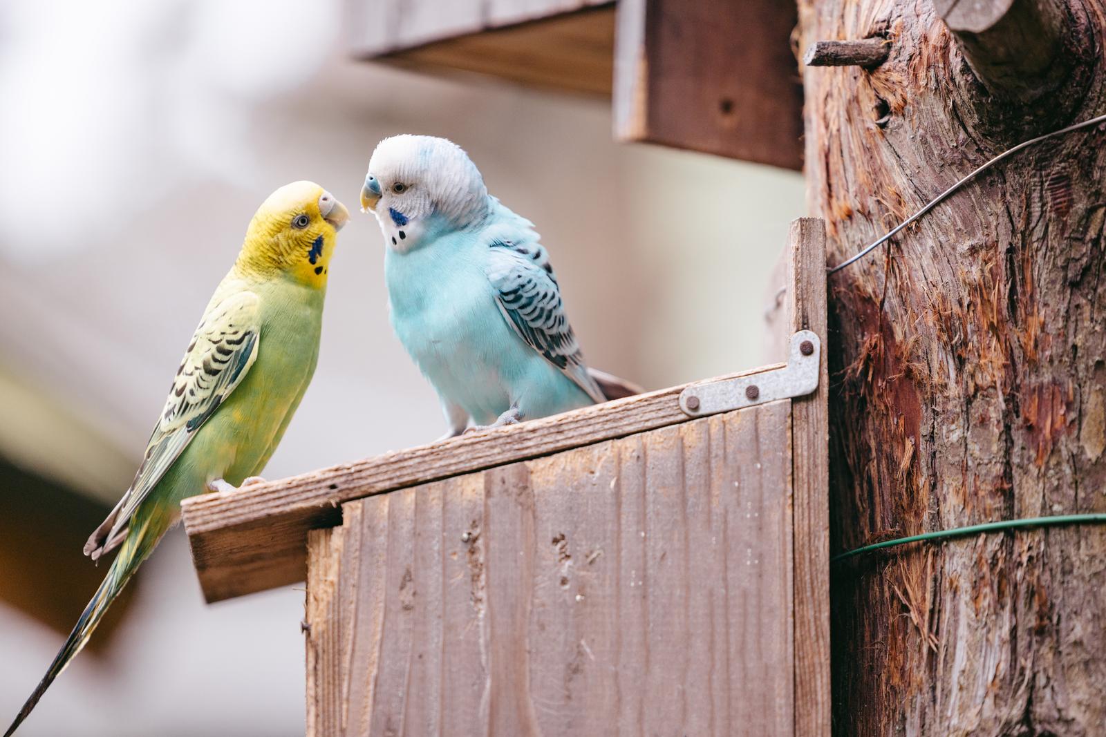 顔を近づけて向かい合う黄色と水色のセキセイインコ2羽