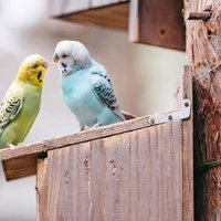 顔近いって（黄色と水色のセキセイインコ）の写真