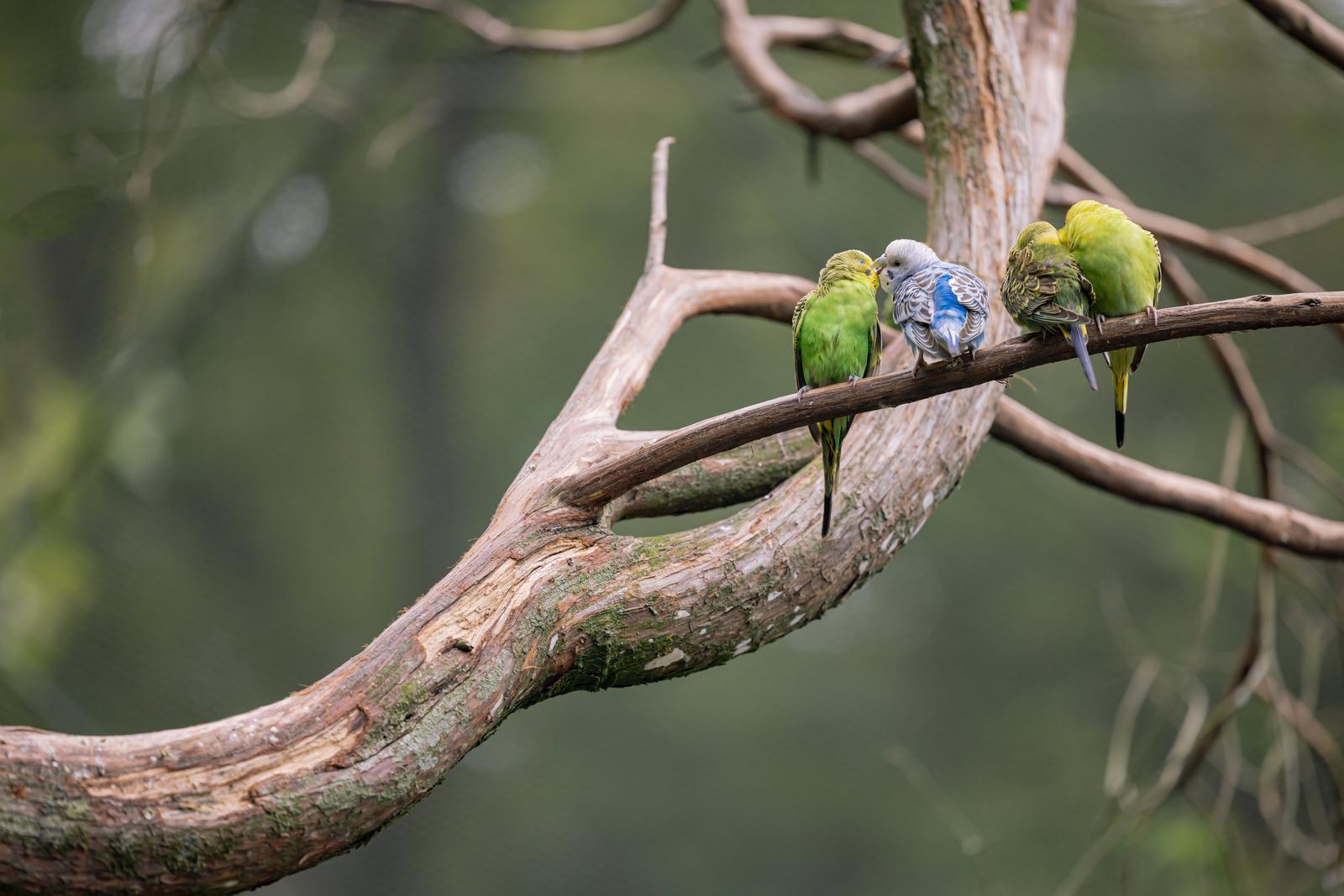 木の枝にとまる3羽のセキセインコ。左右は黄緑色で中央は青灰色の羽
