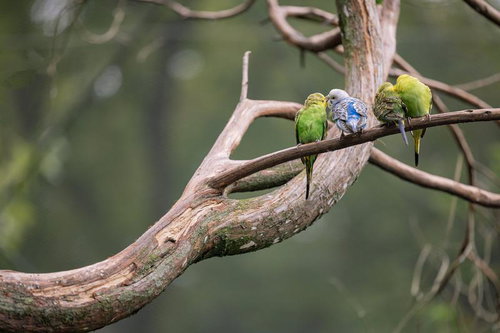 木の枝にとまるセキセインコの3羽が仲良く並ぶ風景