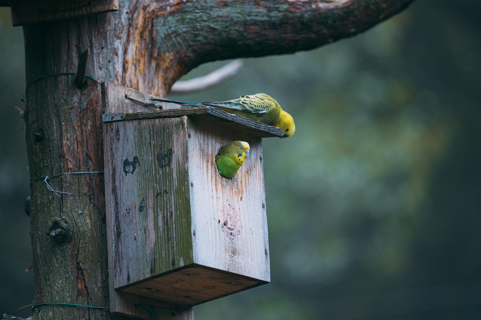 巣箱から顔を出す黄緑色のインコ