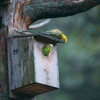 巣箱からこんにちはと顔を出すインコ、つがいで営巣の写真