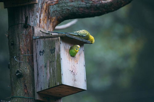 巣箱からこんにちはと顔を出すインコ、つがいで営巣