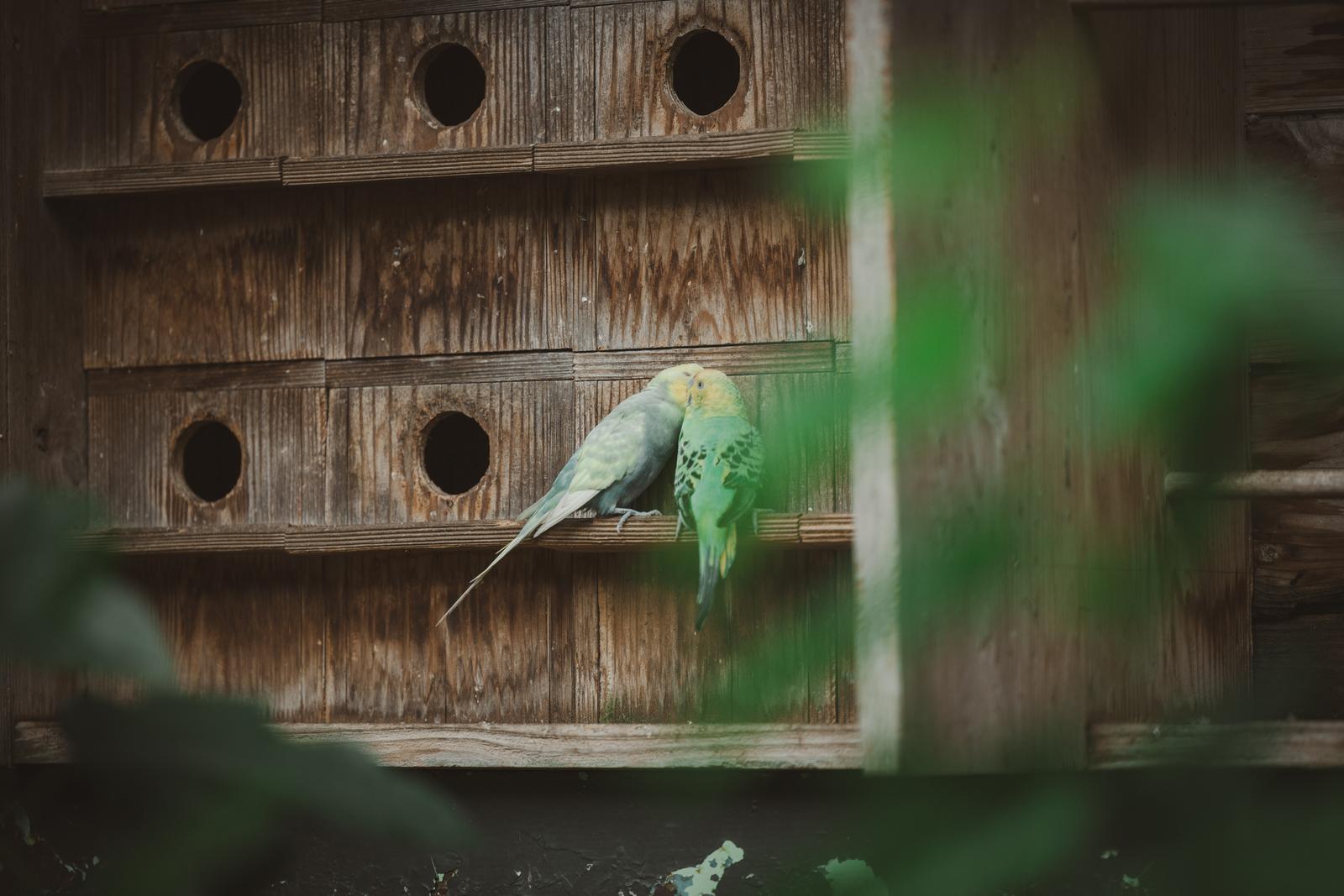 古い木製の巣箱の前で向かい合い嘴を触れ合わせた白と緑色のインコ