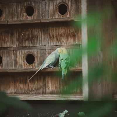 お値段以上２鳥～の写真