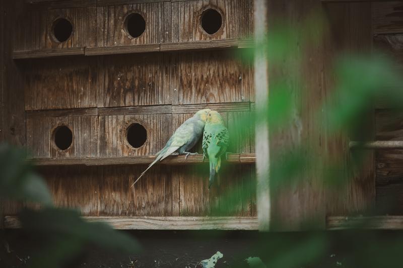 仲良しインコちゃん、黄色とブルーのペアが止まり木で寄り添うの写真