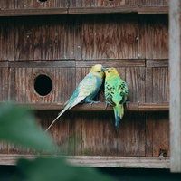 巣箱の前でキスを交わす不適切な関係のインコの写真