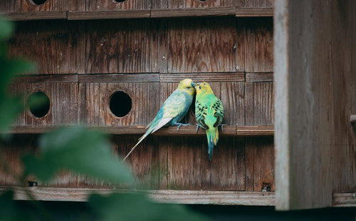 巣箱の前でキスを交わす不適切な関係のインコ