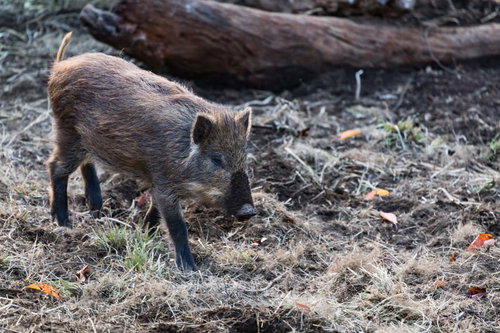 2019年の干支は「亥（いのしし）」です