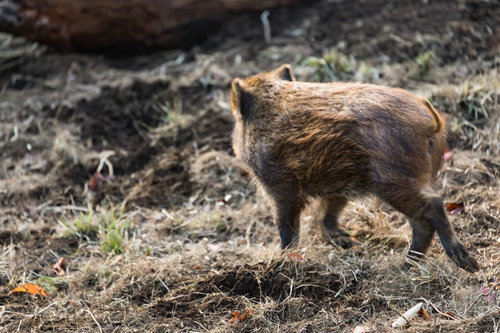 次の干支はワイ（亥）です