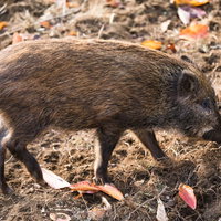 野生の猪が地面を歩く姿の写真