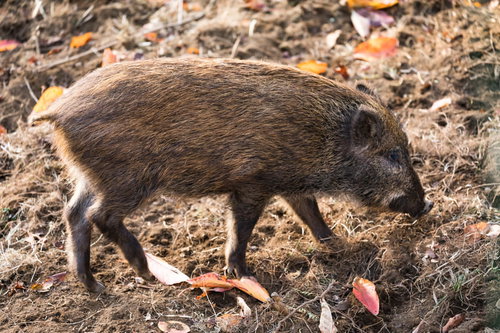 野生の猪が地面を歩く姿