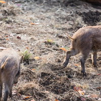 土の上を歩く2頭のいのししの後ろ姿とプリケツの写真
