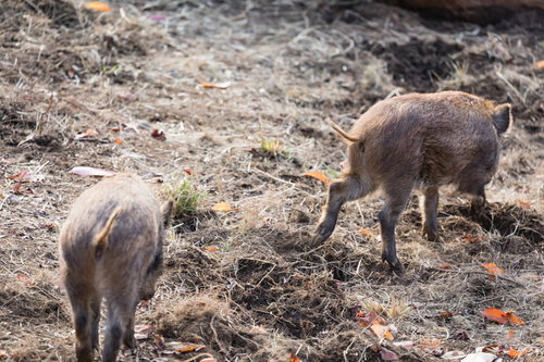 土の上を歩く2頭のいのししの後ろ姿とプリケツ