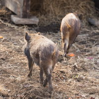 地面を歩く2頭の猪の後ろ姿の写真