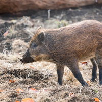 穴掘りすぎて鼻が泥だらけの猪の写真