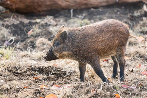 穴掘りすぎて鼻が泥だらけの猪