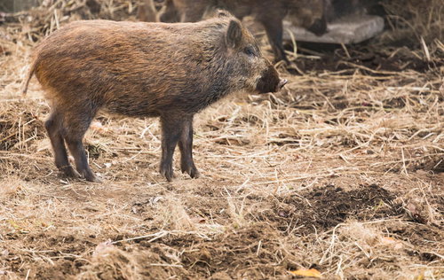 亥年だけど何か質問ある？