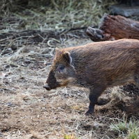 ゴールドのオーナメントで飾ったクリスマスツリーの写真