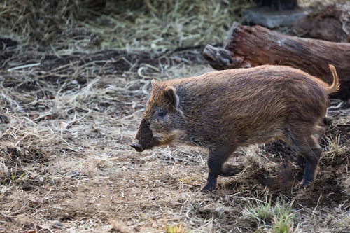 ゴールドのオーナメントで飾ったクリスマスツリー
