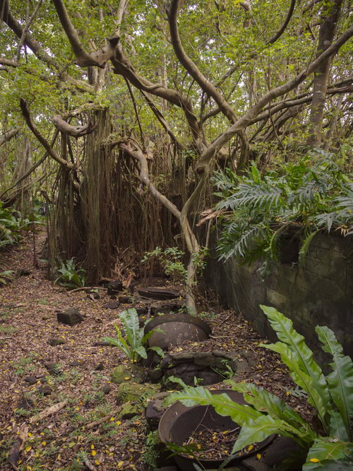 南国の草木に囲まれた第204設営隊釜場跡