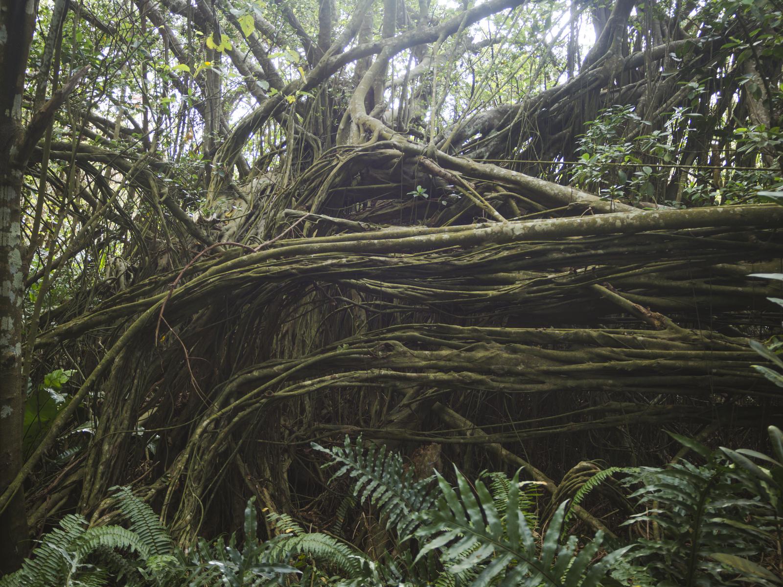 硫黄島のジャングルに生育するガジュマルの大木。複数の太い気根が地表に張り出し、根元周辺にはシダが生育している