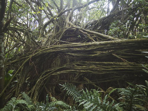 第204設営隊釜場付近のガジュマルの大木