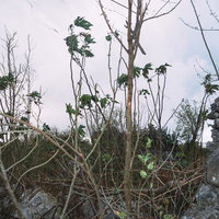 硫黄島の戦跡、東側の砲台から木々の合間に観える西隣の砲台の写真