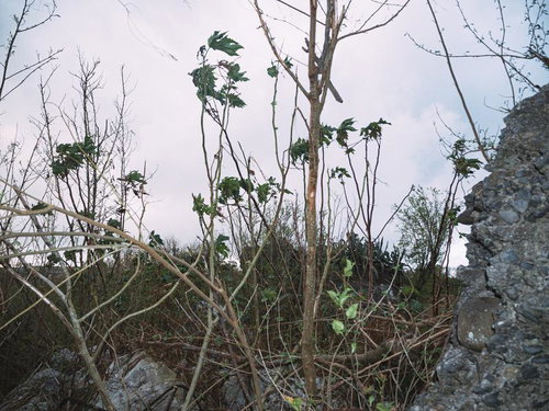硫黄島の戦跡、東側の砲台から木々の合間に観える西隣の砲台