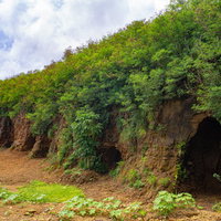 長いおしべがゆらゆらと揺れる緑に紅が映えるフウリンブッソウゲの花の写真