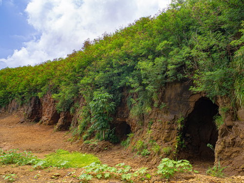 長いおしべがゆらゆらと揺れる緑に紅が映えるフウリンブッソウゲの花