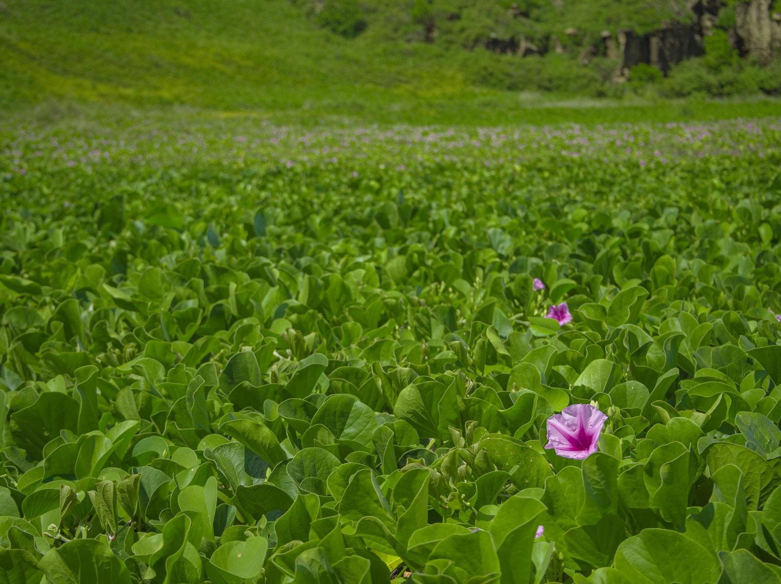 硫黄島の神山海岸を埋め尽くすグンバイヒルガオの群生。濃いピンク色の花が咲いている
