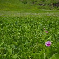 神山海岸を埋め尽くすグンバイヒルガオの写真