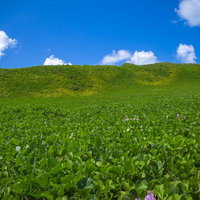 神山海岸一面に広がるグンバイヒルガオとところどころに見えるピンク色のグンバイヒルガオの花の写真