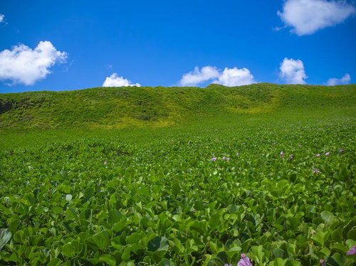 神山海岸一面に広がるグンバイヒルガオとところどころに見えるピンク色のグンバイヒルガオの花