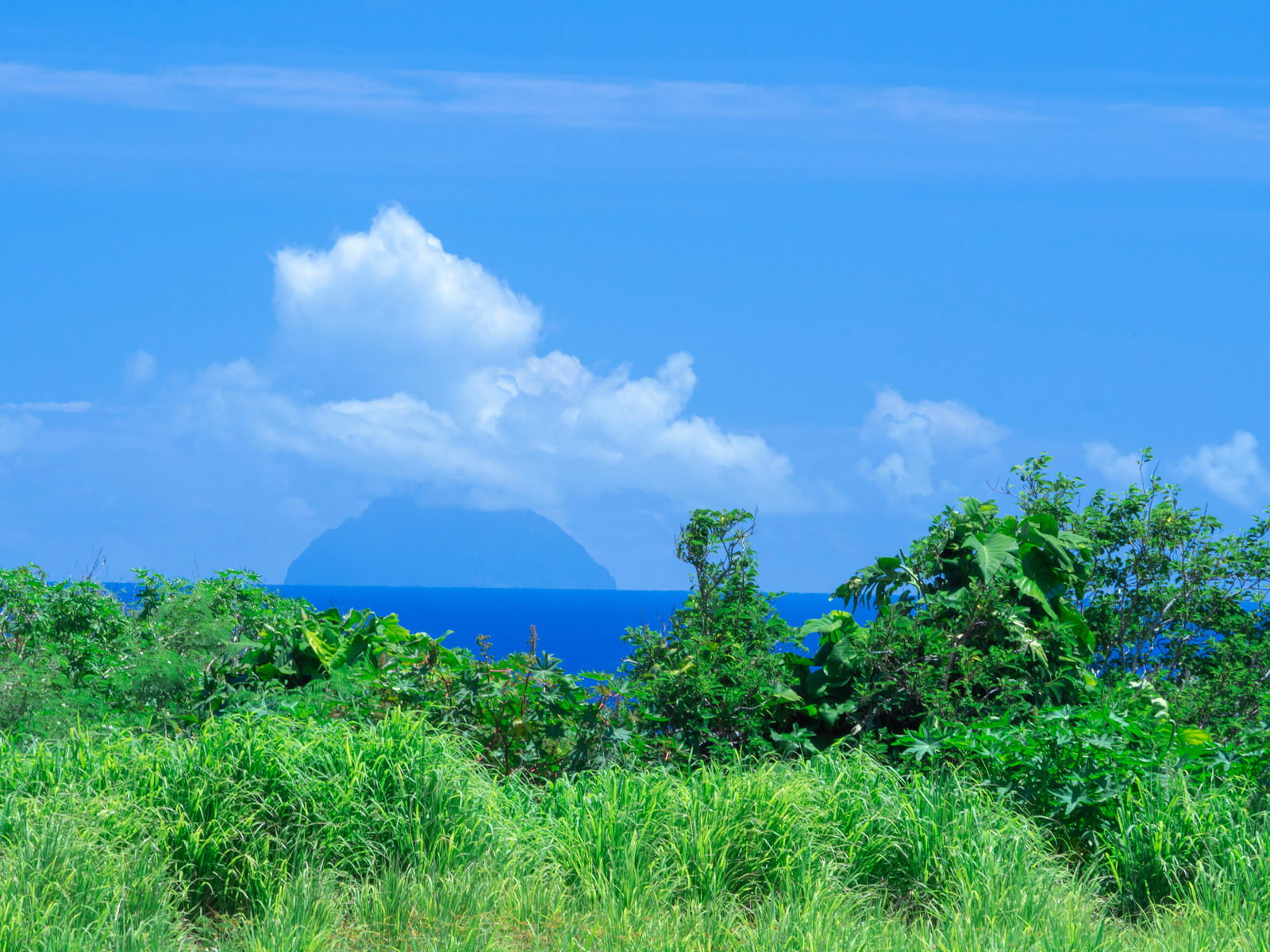 鬱蒼と茂る草木の向こうに見える南硫黄島の風景