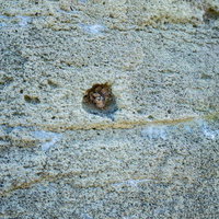 北の鼻の塹壕に残る弾丸の写真