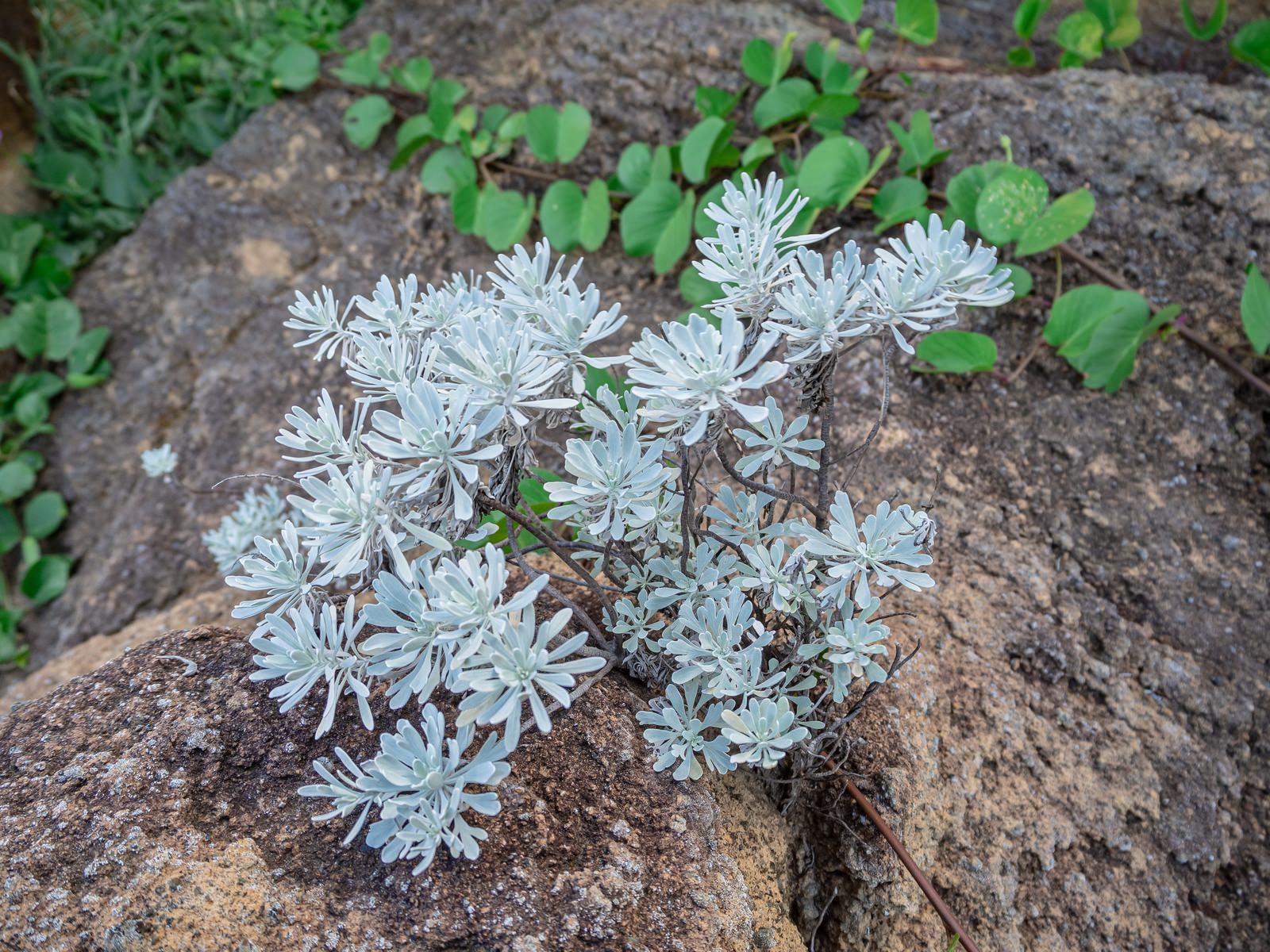硫黄島の岸壁に咲く白い芙蓉菊の花