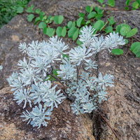 浜への沿道の岸壁に咲く芙蓉菊の写真