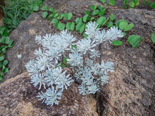 浜への沿道の岸壁に咲く芙蓉菊