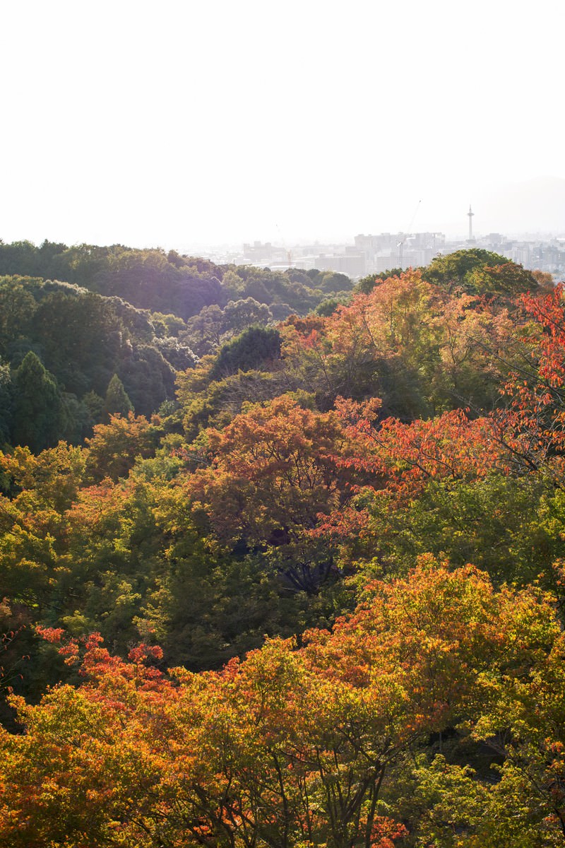 秋に紅葉と黄葉で色づいた山々の谷間風景。奥に都市が見える