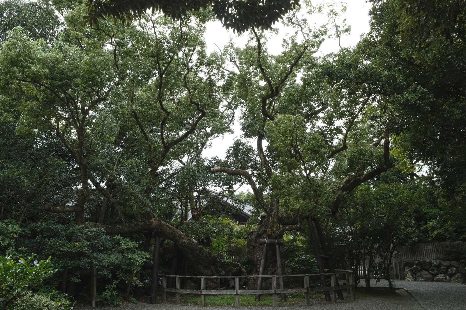 外宮境内に立つ平清盛所縁の清盛楠の巨大な幹と枝葉