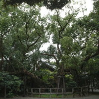 外宮にある平清盛所縁の清盛楠（きよもりぐす）の写真