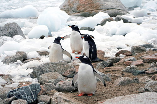 南極の氷上で集まるペンギンたちの群れ
