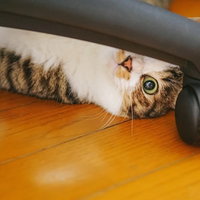 布の下から覗くキジトラ猫の写真