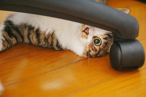 布の下から覗くキジトラ猫