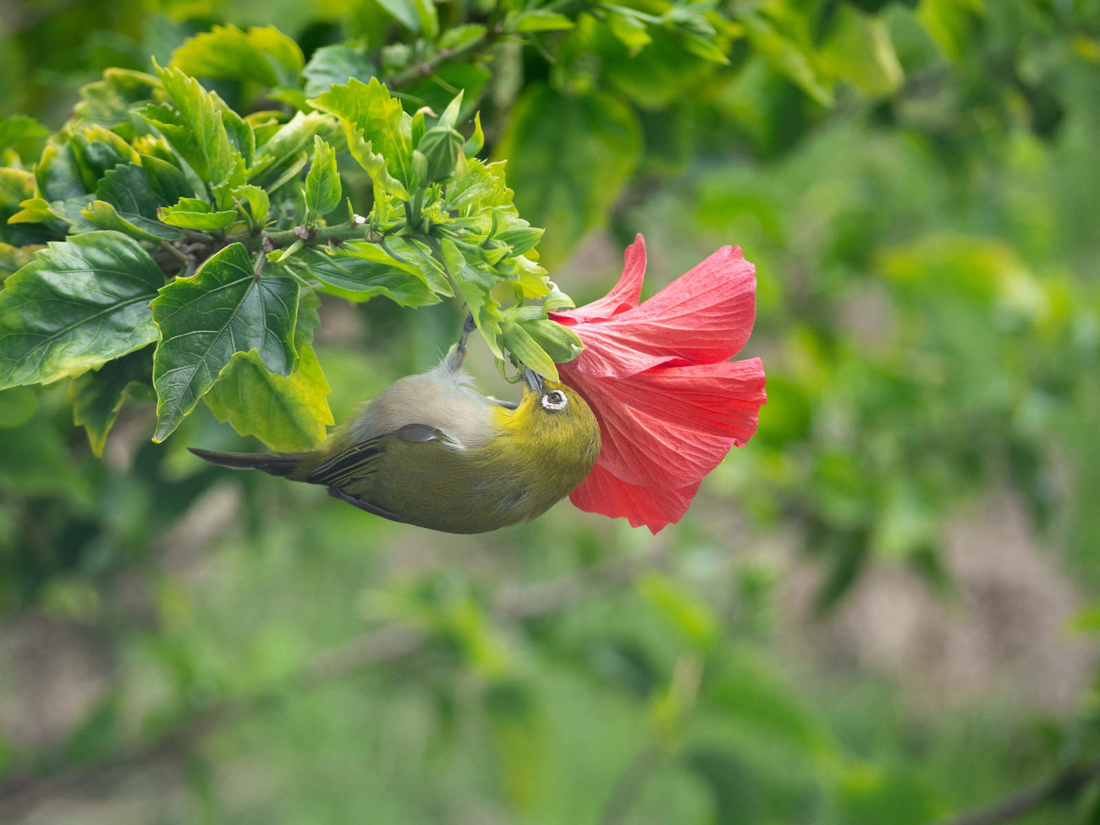 赤いハイビスカスの花に逆さまにぶら下がって蜜を吸うメジロ