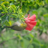 器用に逆さまにぶら下がりハイビスカスの蜜を吸うメジロの写真